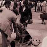 A man pets a bloodhound