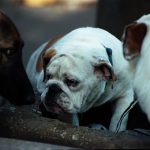 Three dogs at a water fountain