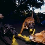 Three dogs pull on a yellow rope