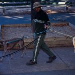 Man walks three dogs