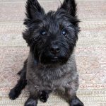 Small, brindle dog with pointy ears looking at camera